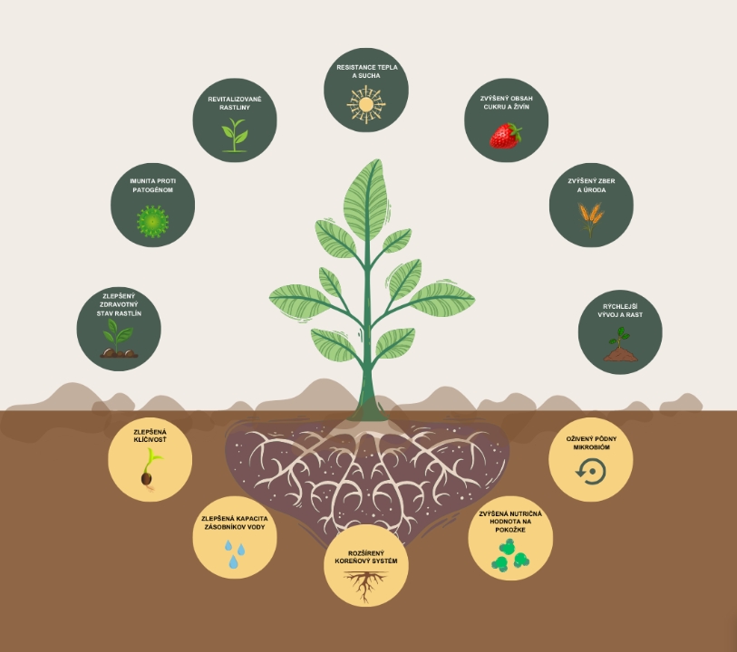 Biostimulant a tekuté hnojivo ekofertile®plant - účinky